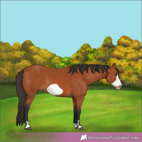 Horse Color: Bay Frame 