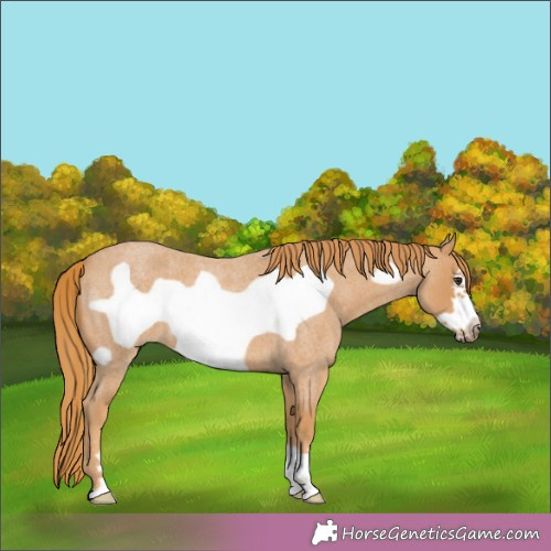 Horse Color: Red Roan Frame 