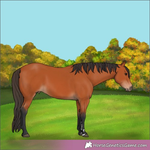 Horse Color:Bay 