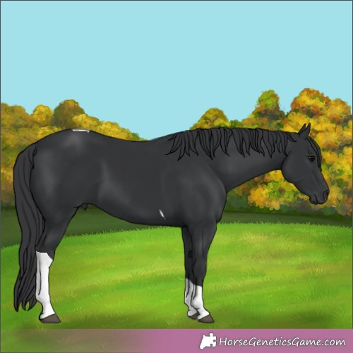 Horse Color:Black Tobiano 