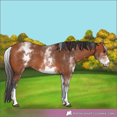 Horse Color:White Spotted Bay 