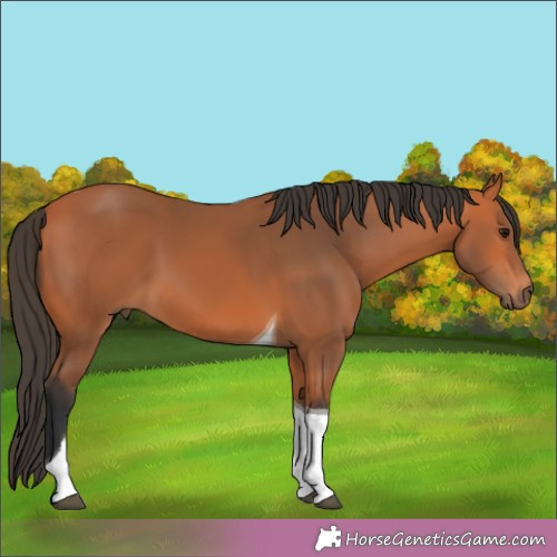 Horse Color:Bay Tobiano 