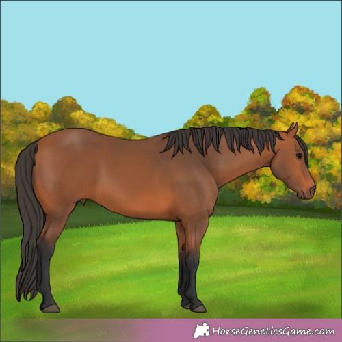 Horse Color:Bay 