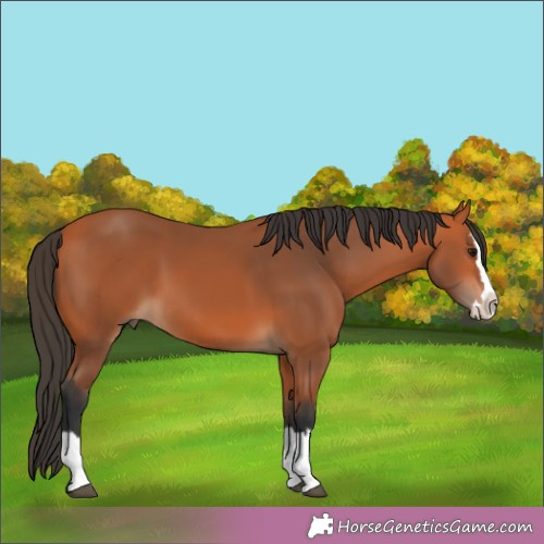 Horse Color:Bay Splash 