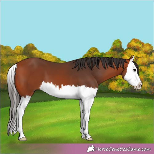 Horse Color:Bay Splash 