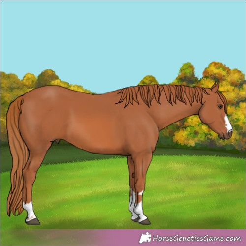 Horse Color:Chestnut 