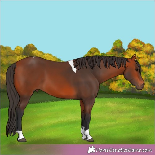 Horse Color:Bay Tobiano 