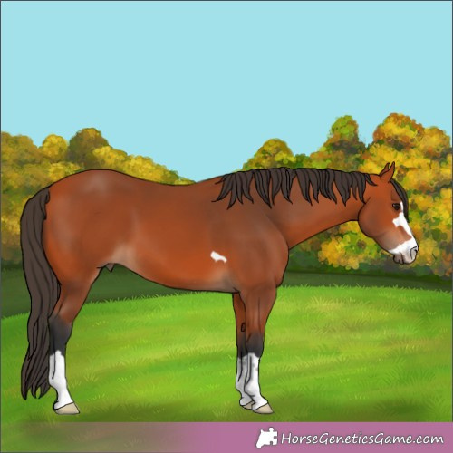 Horse Color:Bay 