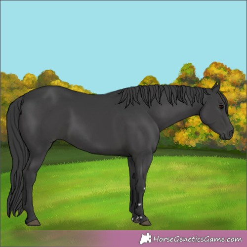 Horse Color: Black 