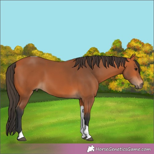 Horse Color:Bay Tobiano 