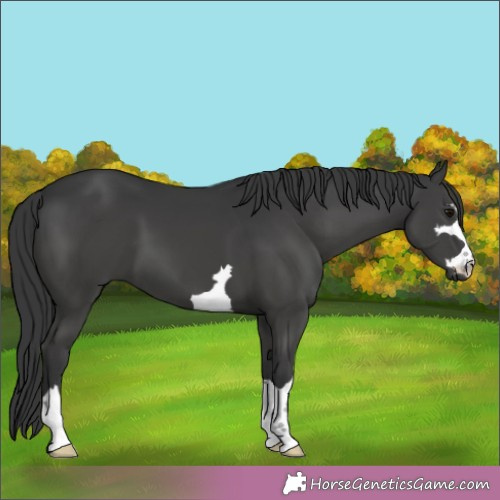 Horse Color: Black 