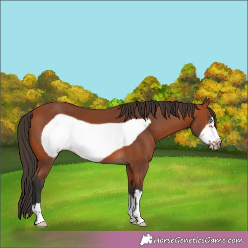Horse Color: Bay Frame 