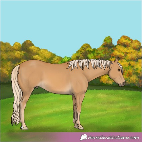 Horse Color:Palomino 