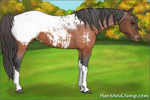 Horse Color:Brown Appaloosa