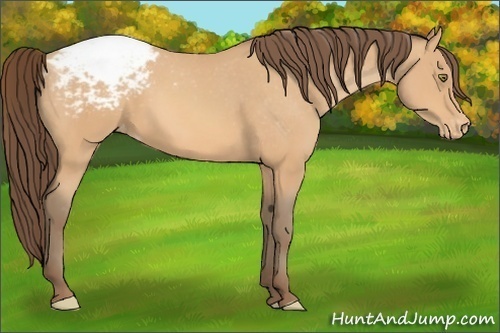 Horse Color: Amber Champagne Varnish 