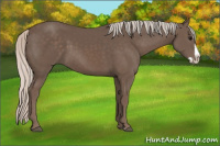 Horse Color:Silver Black Splash 