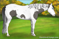 Horse Color:Grullo Splash Tobiano