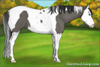 Horse Color:Grullo Splash Tobiano 