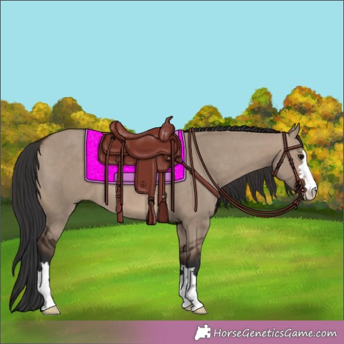 Horse Color:Brown Dun 