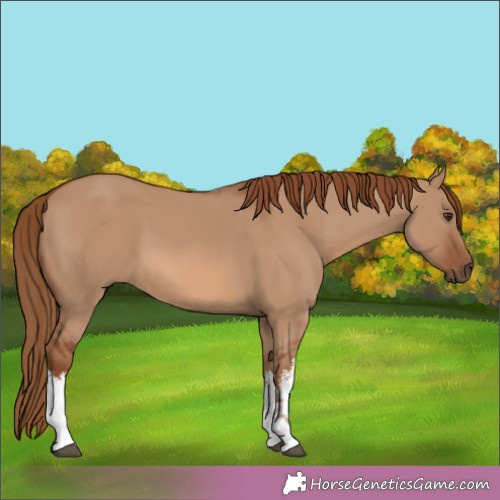 Horse Color:White Spotted Red Dun 
