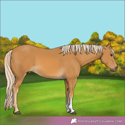 Horse Color:Palomino Sabino 