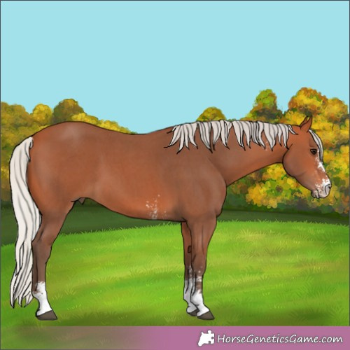 Horse Color:Silver Bay Sabino 