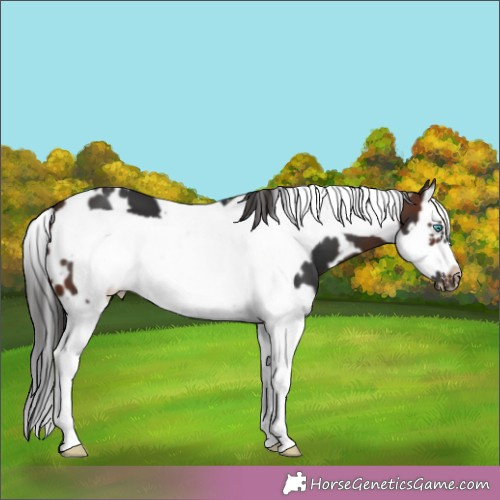 Horse Color:White Spotted Brown Splash Frame 