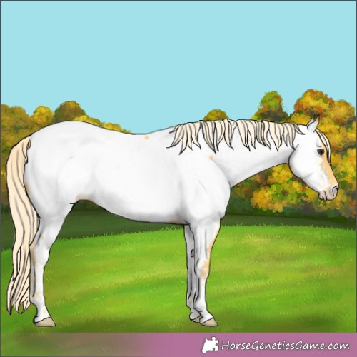 Horse Color:Palomino Appaloosa 