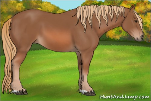Horse Color: Chestnut 