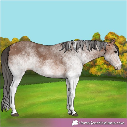 Horse Color:White Spotted Bay Rabicano 