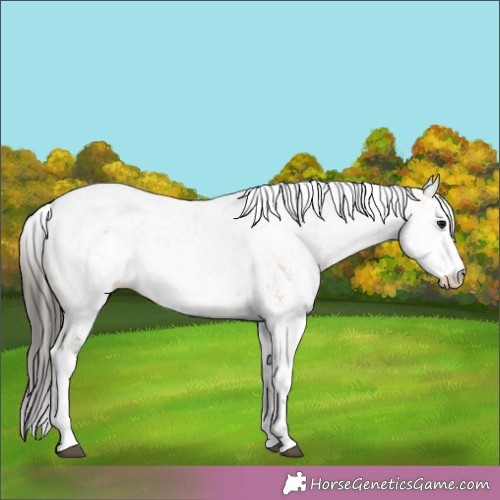Horse Color:White Spotted Bay Sabino Rabicano 