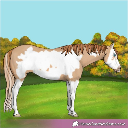 Horse Color:Red Dun Splash Frame