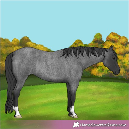 Horse Color:Blue Roan Rabicano 