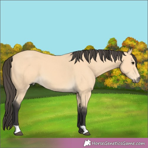 Horse Color:Buckskin
