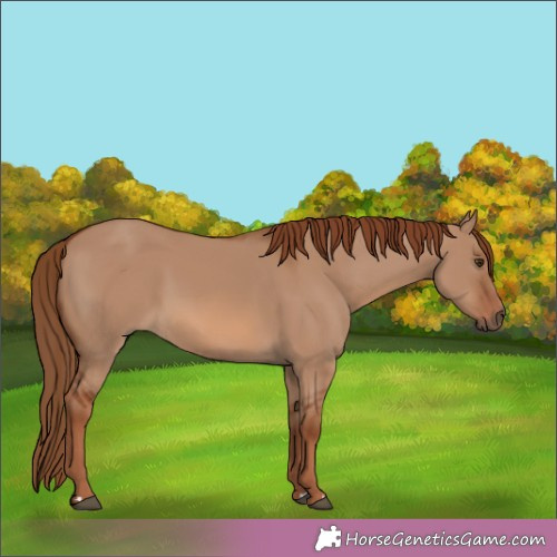 Horse Color:Red Dun
