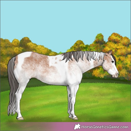Horse Color:White Spotted Bay Splash Tobiano Rabicano 