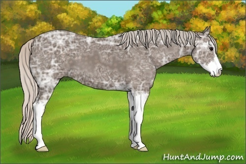 Horse Color:Silver Black Ice Sabino