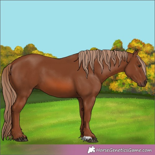 Horse Color:Chestnut 