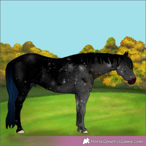 Horse Color:ERROR: UNKNOWN ANOMALY