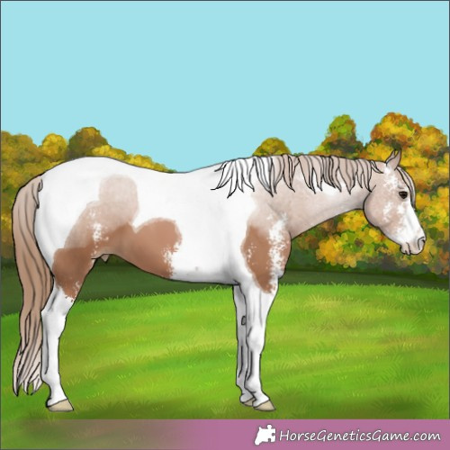 Horse Color:Black Pearl Sabino Tobiano 