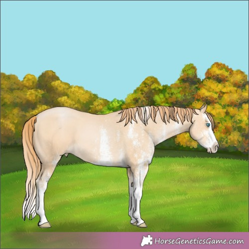 Horse Color:White Spotted Buckskin Pearl Splash 