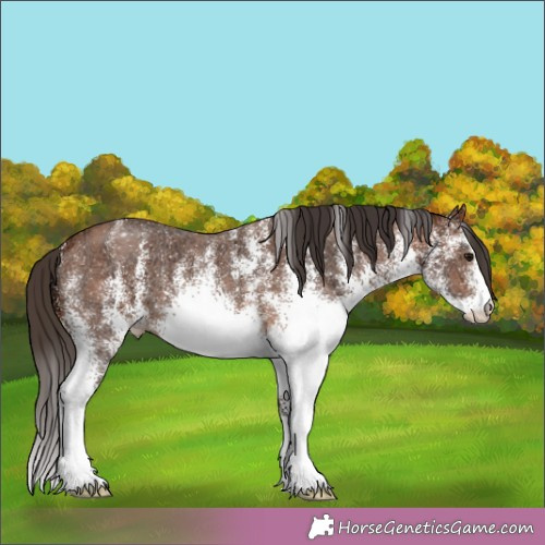 Horse Color:White Spotted Brown Ice Appaloosa 