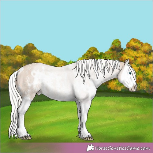 Horse Color:White Spotted Cremello Sabino Splash 