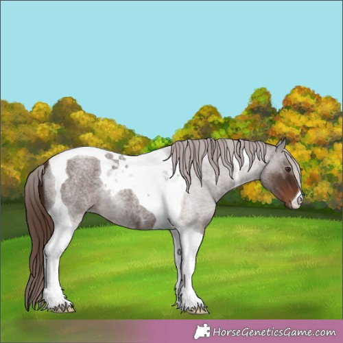 Horse Color:Liver Red Roan Tobiano 