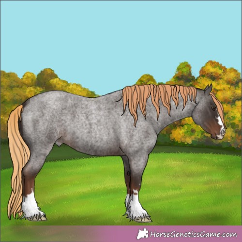Horse Color:Liver Red Roan 