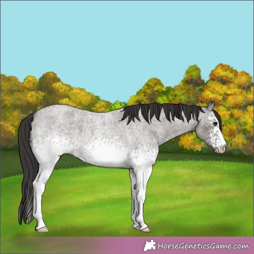Horse Color:White Spotted Smoky Grullo Roan 
