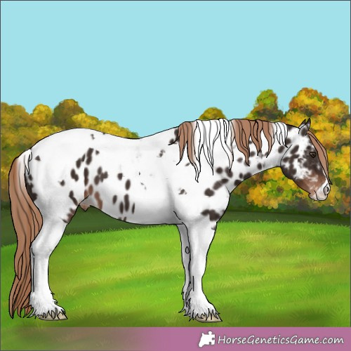 Horse Color:Liver Chestnut Tobiano Appaloosa 