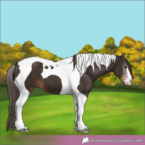 Horse Color:Liver Chestnut Tobiano 