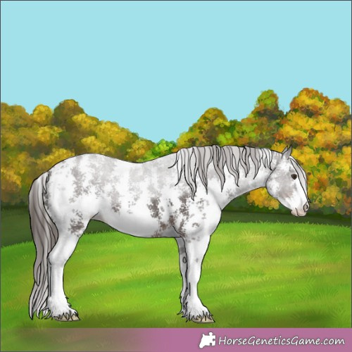 Horse Color:Liver Chestnut Sabino 