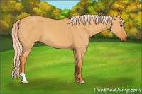 Horse Color:Palomino Dun